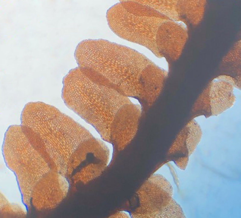 Diplophyllum albicans